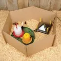 Chick Brooder and Chick Guard