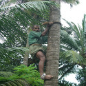 Coconut Tree Climber