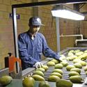 Mango Processing Plant