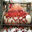 Tomato Processing Plants